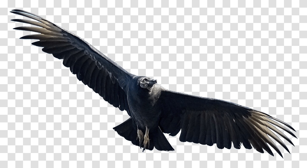 Eagle Birds Free Image Black Bird In Flight, Vulture, Animal, Condor, Flying Transparent Png