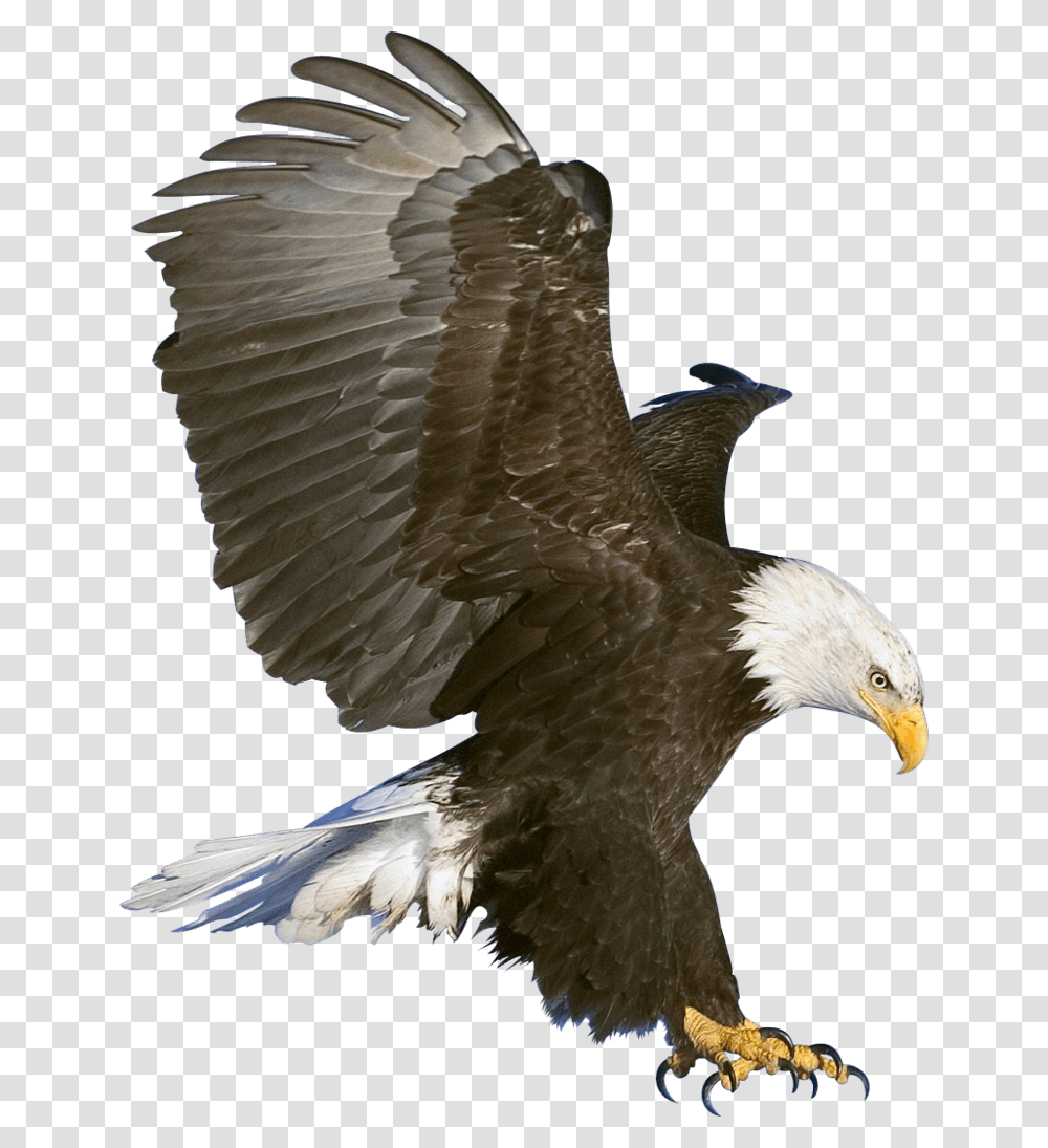 Eagle Claws Eagle In Flight, Bird, Animal, Bald Eagle, Flying Transparent Png