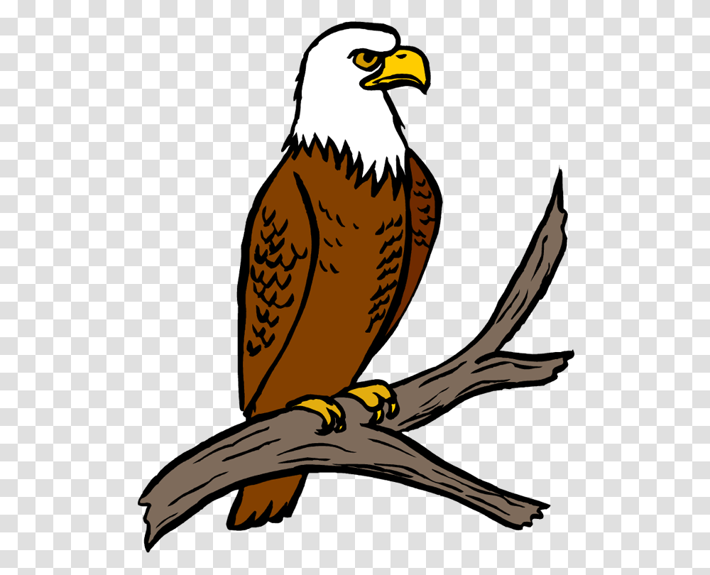 Eagle Clipart Eagle Beak, Bird, Animal, Hawk, Bald Eagle Transparent Png