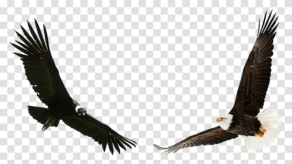 Eagle Condor, Vulture, Bird, Animal, Flying Transparent Png