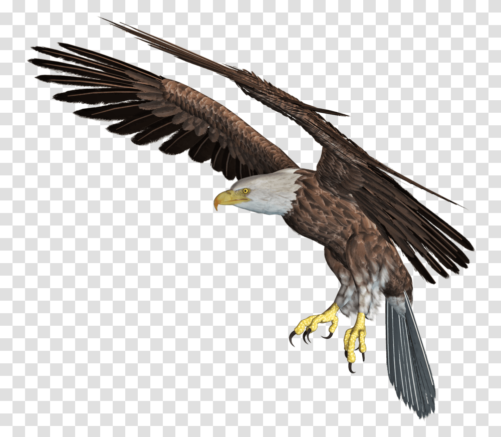 Eagle Download Image Arts Eagle In 3d, Bird, Animal, Bald Eagle, Vulture Transparent Png