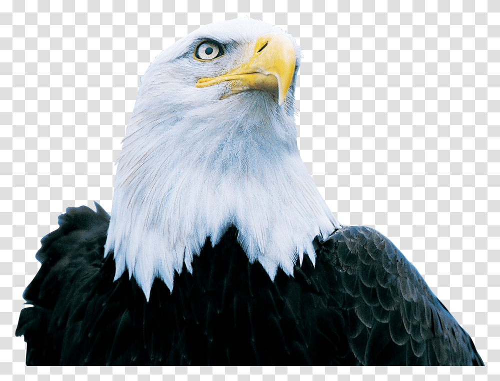 Eagle Eagle, Bird, Animal, Bald Eagle, Beak Transparent Png
