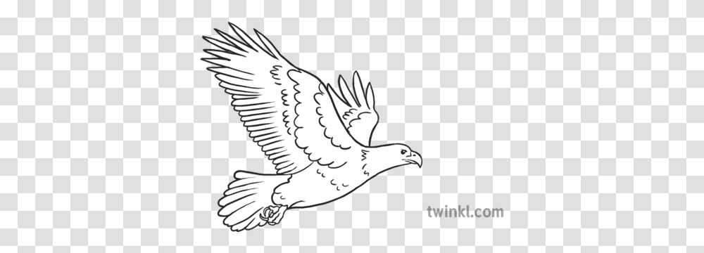 Eagle Emoji Birds Animals Nature Twinkl People Helping Each Other Drawing, Flying, Art, Vulture, Silhouette Transparent Png
