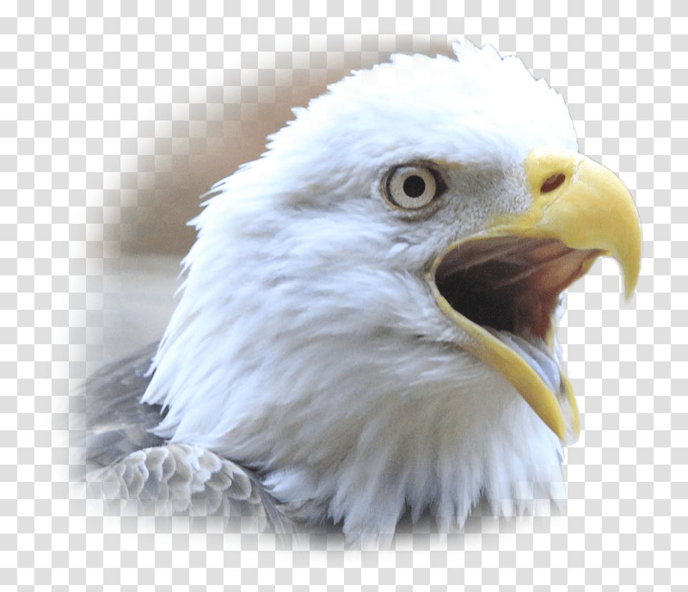 Eagle Face Parrot, Bird, Animal, Bald Eagle, Beak Transparent Png