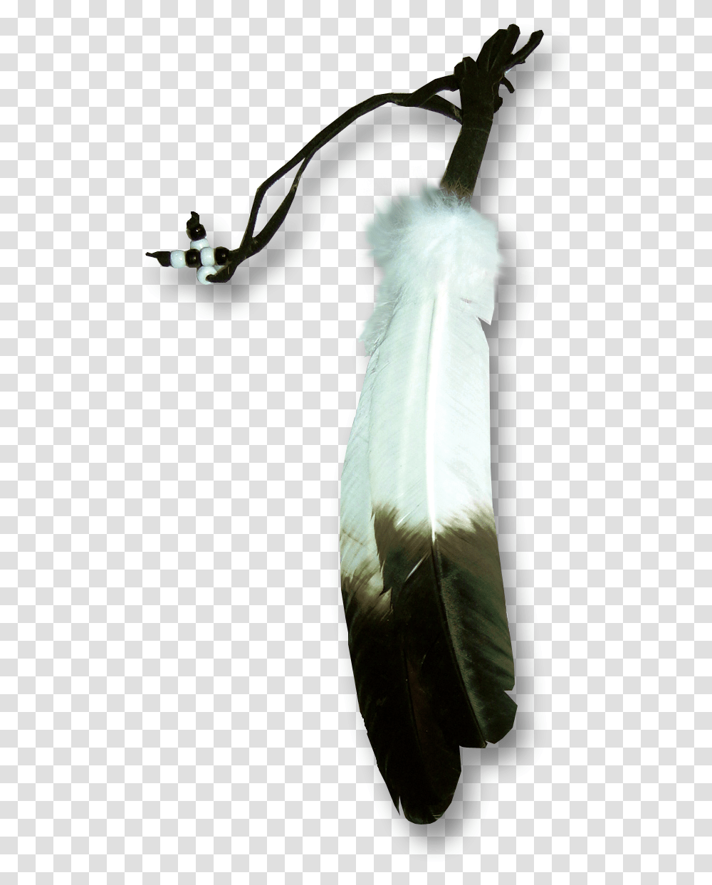 Eagle Feather Eagle Feather Background, Waterfowl, Bird, Animal, Egret Transparent Png