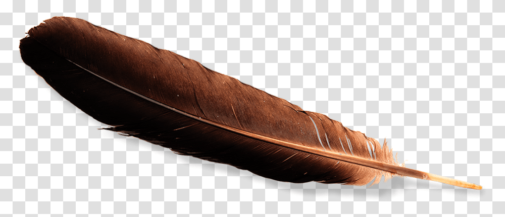 Eagle Feather Law Real Eagle Feather, Bottle, Ink Bottle, Bird, Animal Transparent Png