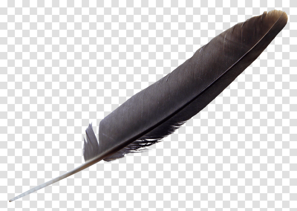 Eagle Feather, Pen, Bottle Transparent Png