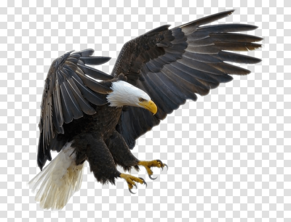 Eagle Fly Bald Eagle, Bird, Animal, Flying, Beak Transparent Png