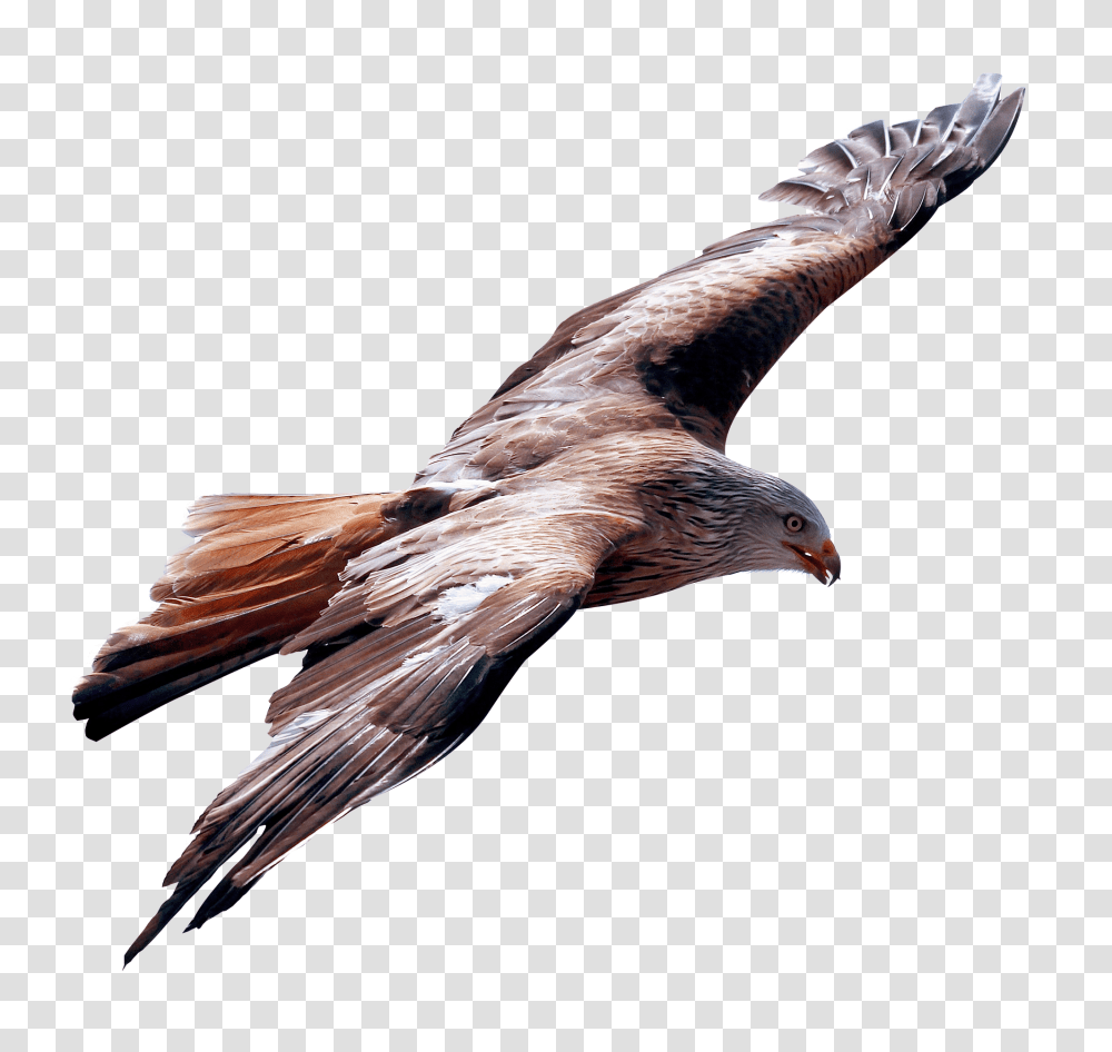 Eagle Fly Image Eagle Flying Bird, Animal, Buzzard, Hawk, Vulture Transparent Png
