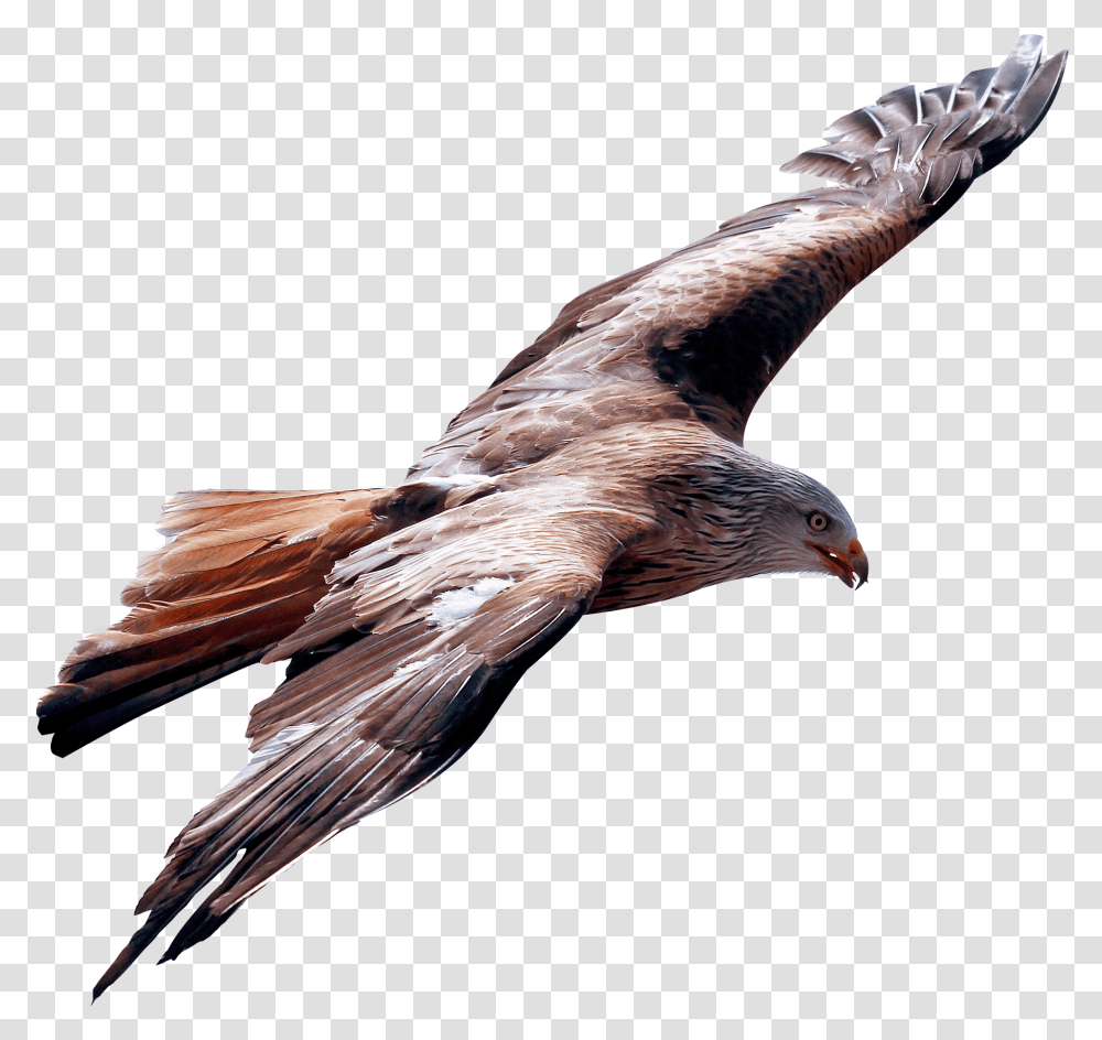 Eagle Fly Image True Leader Is One Who Is Humble Enough, Bird, Animal, Hawk, Buzzard Transparent Png