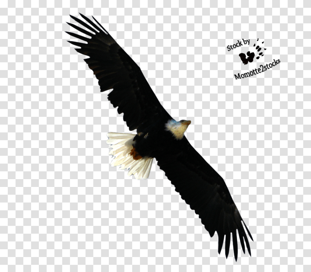 Eagle Flying Bald Eagles Cut Out, Bird, Animal Transparent Png