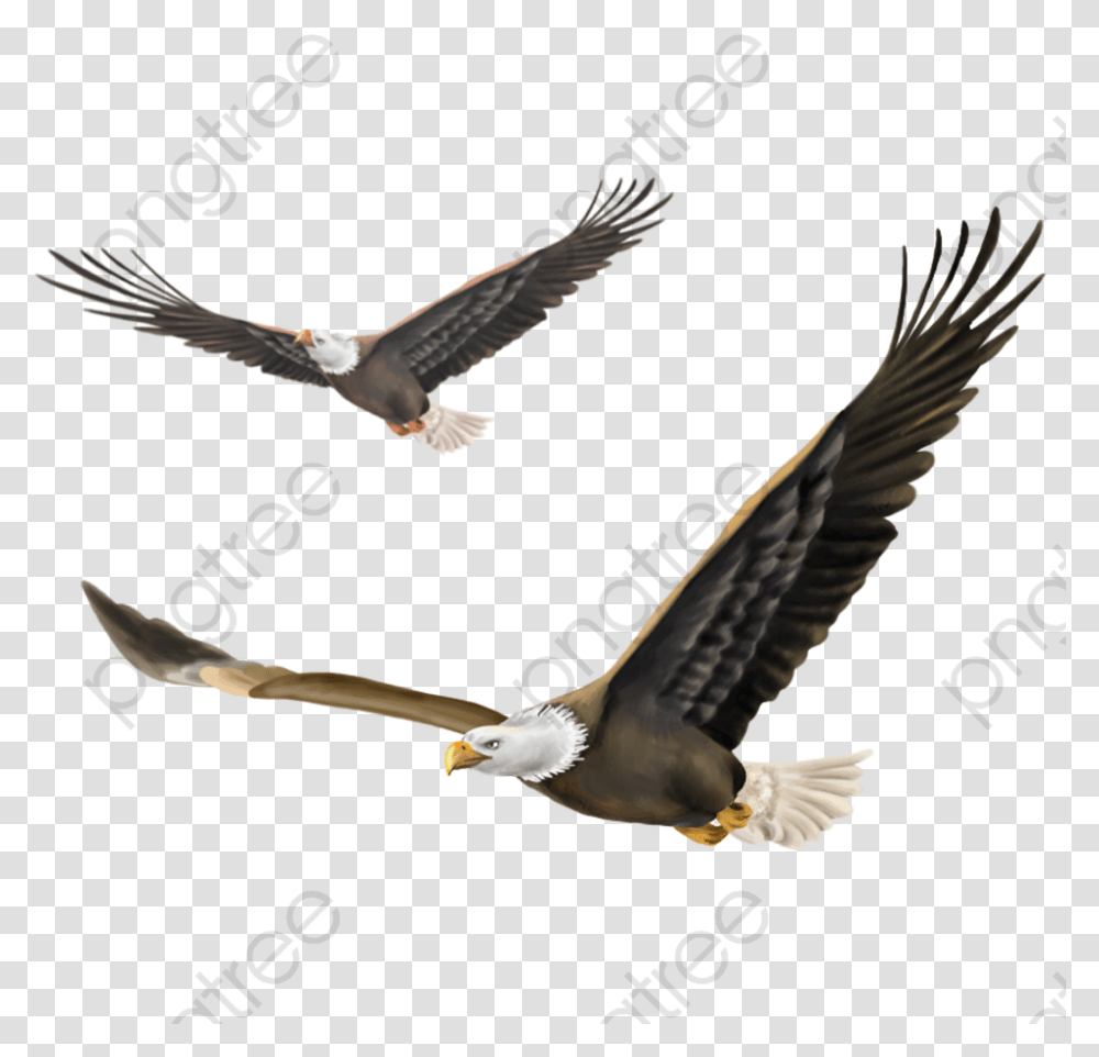 Eagle Flying Eagle Hawk Falcon Soar Hawk Bird Flying, Animal, Kite Bird, Vulture, Bald Eagle Transparent Png