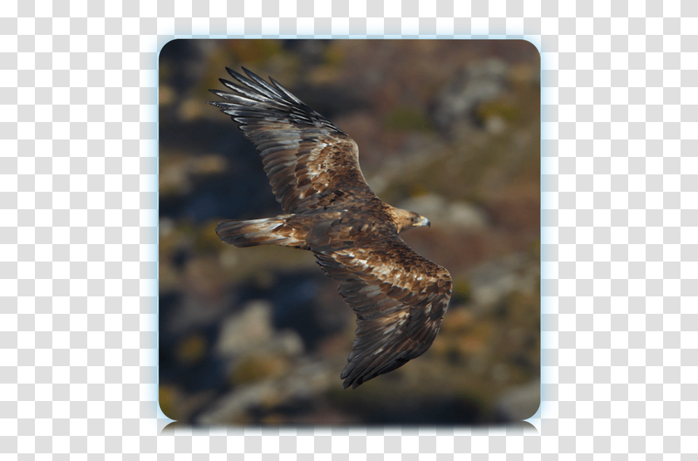 Eagle Flying Golden Eagle Flying Golden Eagle Orel Esk Bird Animal Bald Eagle Kite Bird Transparent Png Pngset Com