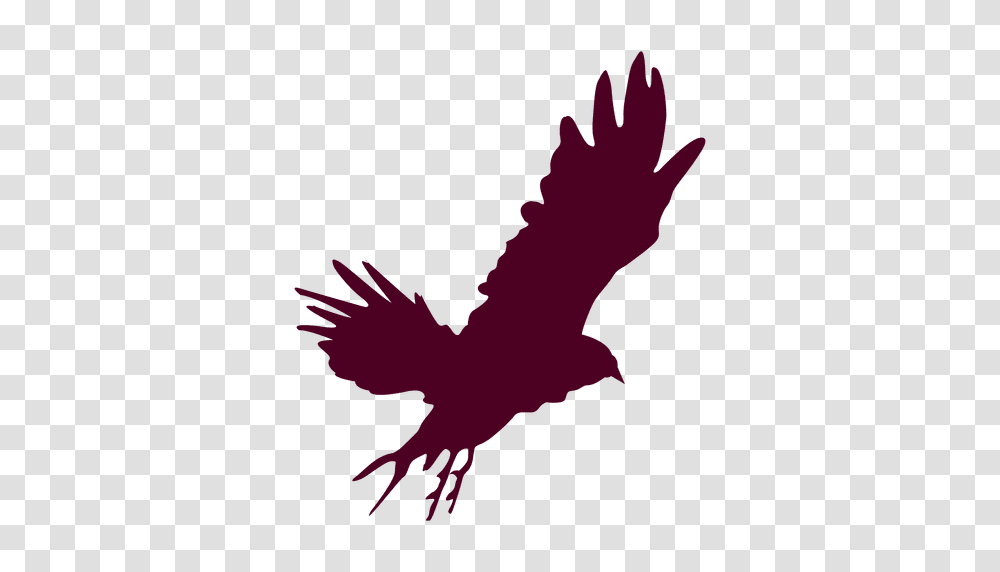 Eagle Flying Sequence, Bird, Animal, Vulture, Silhouette Transparent Png