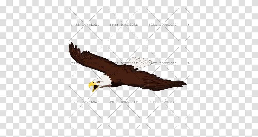 Eagle Hawk Bird Image With Background, Animal, Bald Eagle, Flying, Beak Transparent Png