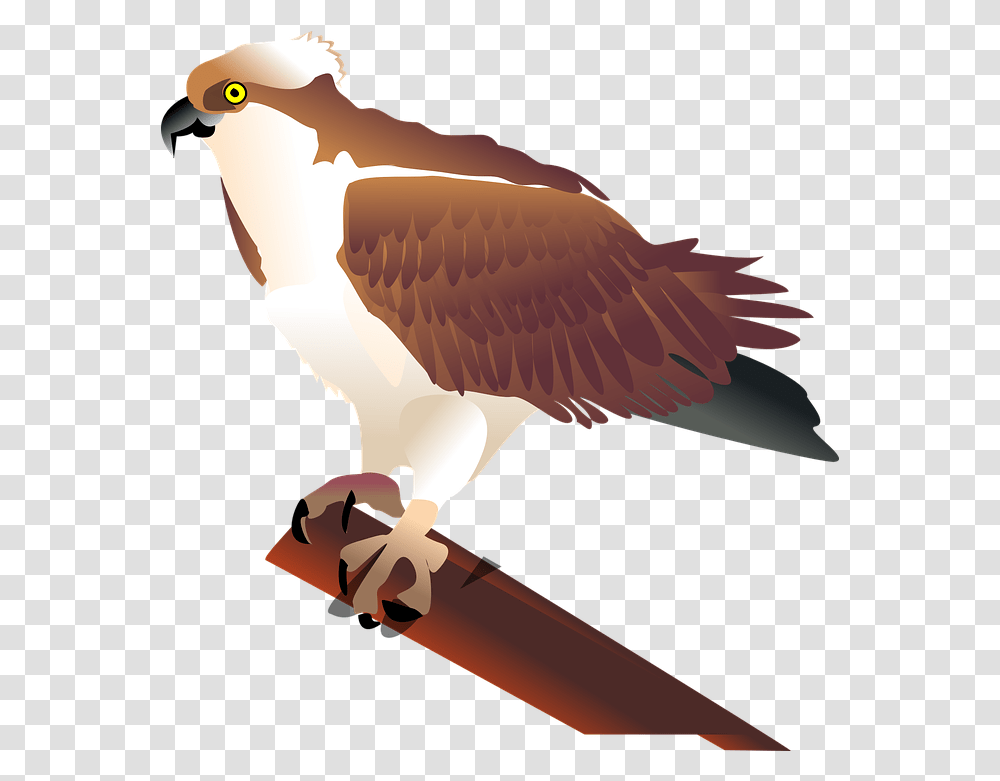 Eagle Hawk Bird Osprey Clip Art, Lamp, Animal, Kite Bird, Fungus Transparent Png