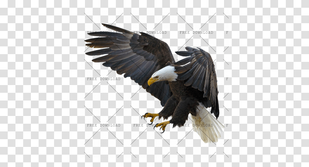 Eagle Hawk Kite Bird Image With Background, Animal, Bald Eagle, Flying Transparent Png