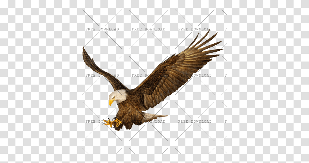 Eagle Hawk Kite Bird Image With Background, Animal, Bald Eagle, Flying, Vulture Transparent Png
