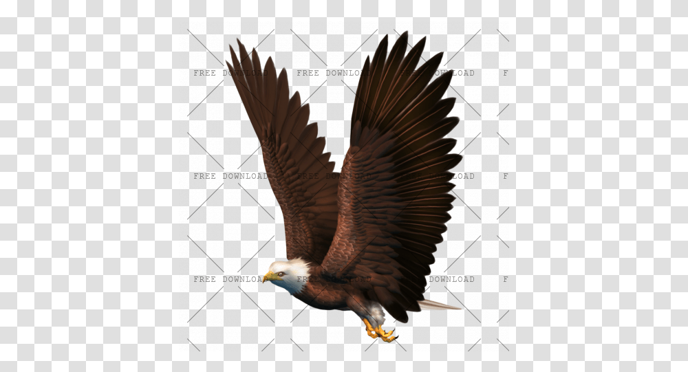 Eagle Hawk Kite Bird Image With Background Bald, Animal, Bald Eagle, Flying, Accipiter Transparent Png