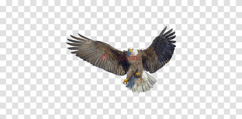 Eagle Hawk Kite Bird Image With Background Bald Eagle, Animal, Vulture, Flying, Buzzard Transparent Png