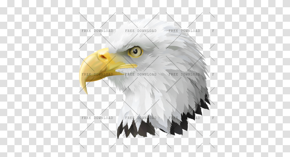 Eagle Hawk Kite Bird Image With Background Bald Eagle Clipart, Animal, Beak Transparent Png