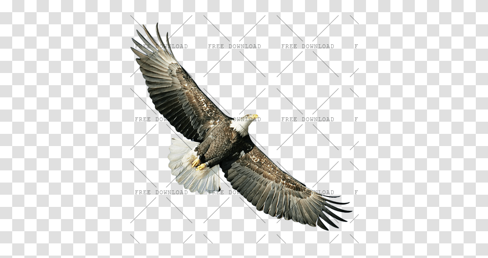 Eagle Hawk Kite Bird Image With Background Birds, Animal, Bald Eagle Transparent Png