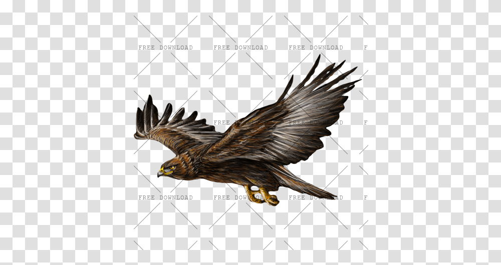 Eagle Hawk Kite Bird Image With Background Logo, Animal, Vulture, Flying, Buzzard Transparent Png