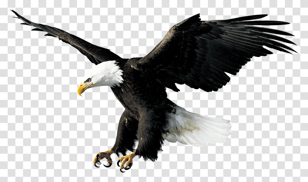 Eagle Hd Background Eagle Landing White Background, Bird, Animal, Bald Eagle, Flying Transparent Png