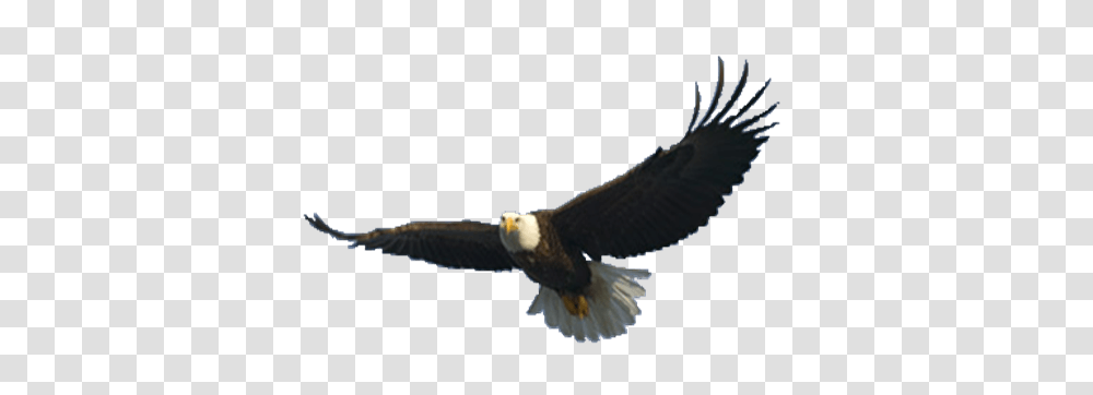 Eagle Hd Eagle Hd Images, Bird, Animal, Bald Eagle, Kite Bird Transparent Png