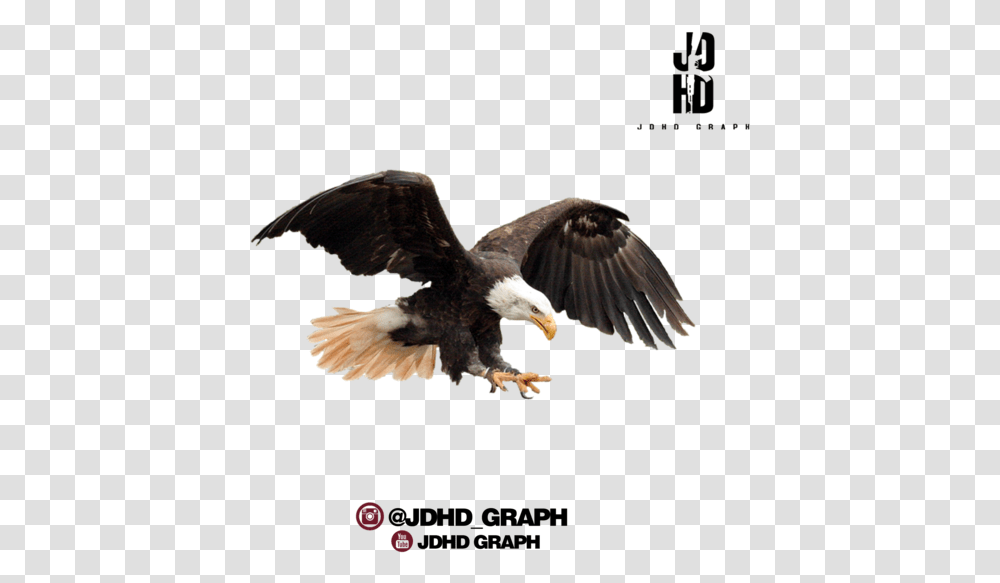 Eagle Hd For Photo Editing, Bird, Animal, Bald Eagle, Flying Transparent Png
