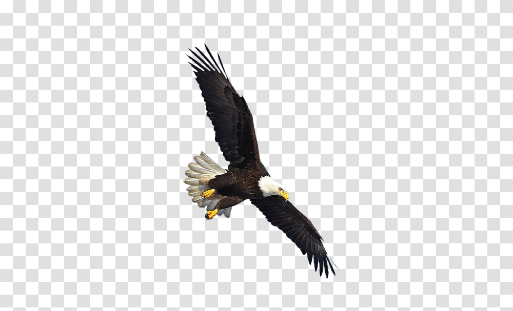 Eagle Head, Bird, Animal, Bald Eagle, Flying Transparent Png