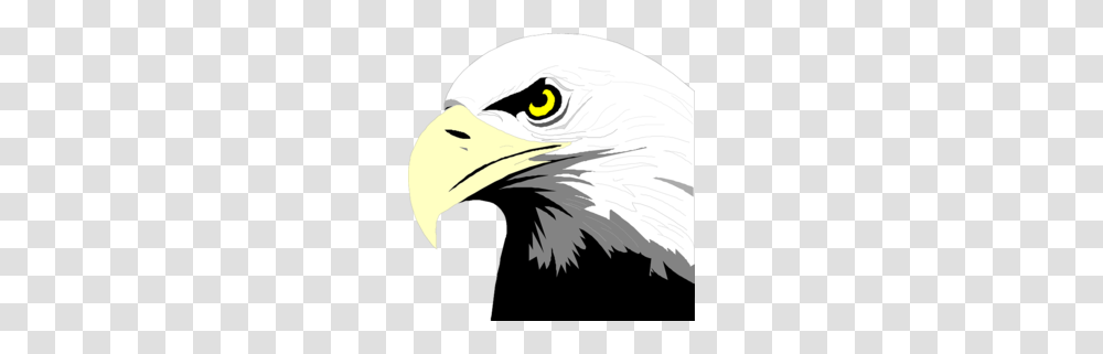 Eagle Head Clipart, Bird, Animal, Bald Eagle, Beak Transparent Png