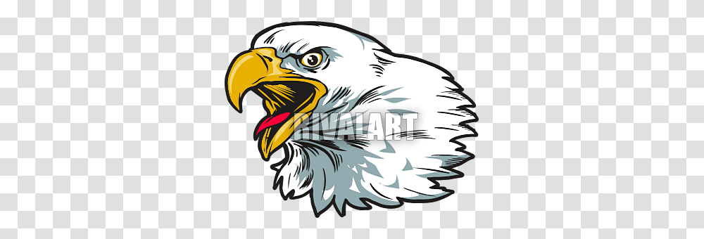 Eagle Head Clipart, Bird, Animal, Beak, Bald Eagle Transparent Png