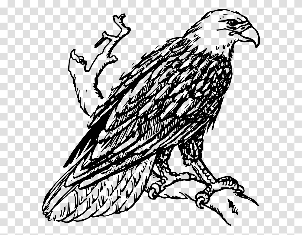 Eagle Head Clipart Black And White Vector Eagle Black And White Clipart, Gray Transparent Png