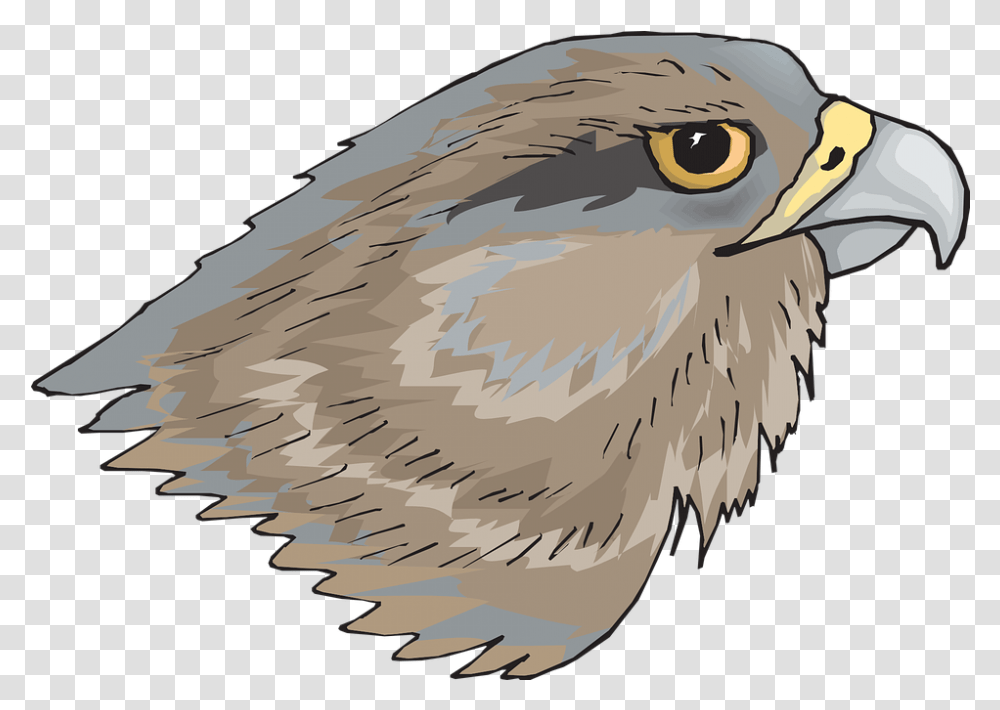 Eagle Head Eye Bird Eyes, Animal, Beak, Buzzard, Hawk Transparent Png