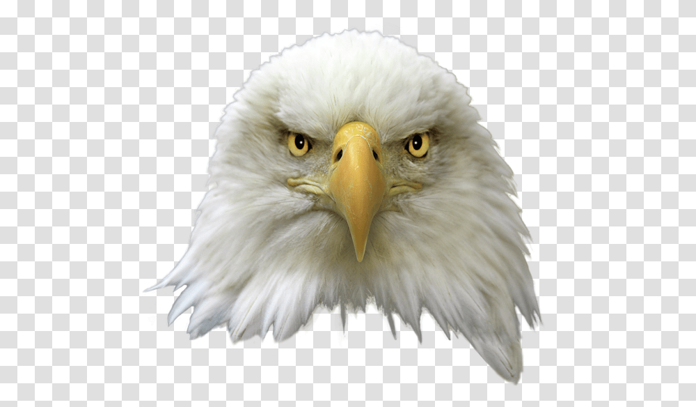 Eagle Head Image Arts American Eagle Head, Bird, Animal, Bald Eagle, Beak Transparent Png