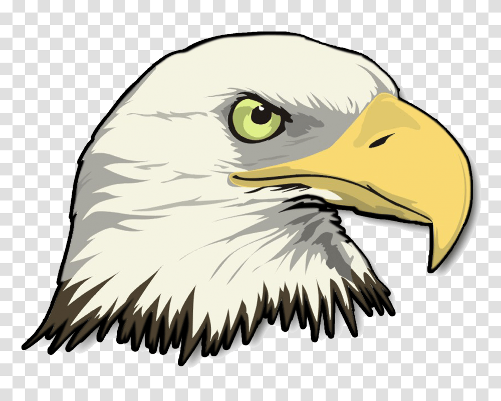 Eagle Head Image Arts, Bird, Animal, Bald Eagle, Beak Transparent Png