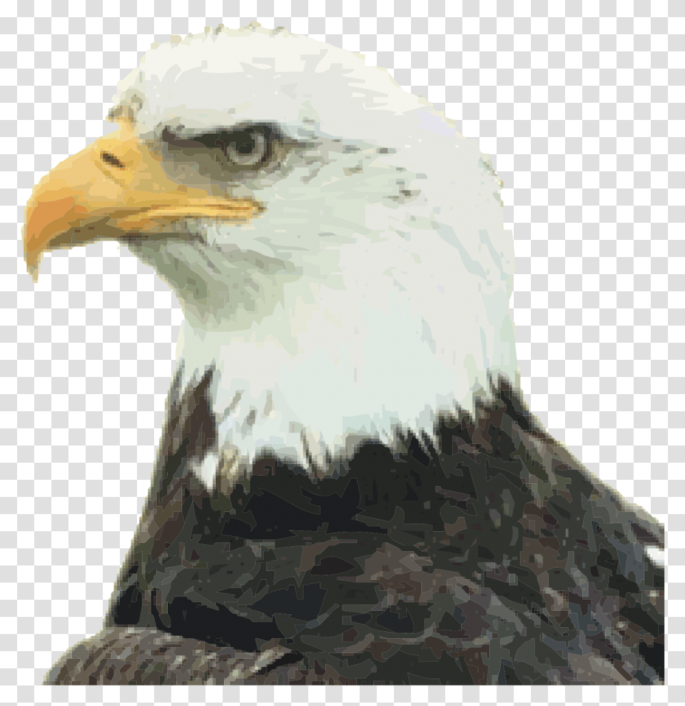 Eagle Head Image Welcome As New American Citizen, Bird, Animal, Bald Eagle, Beak Transparent Png