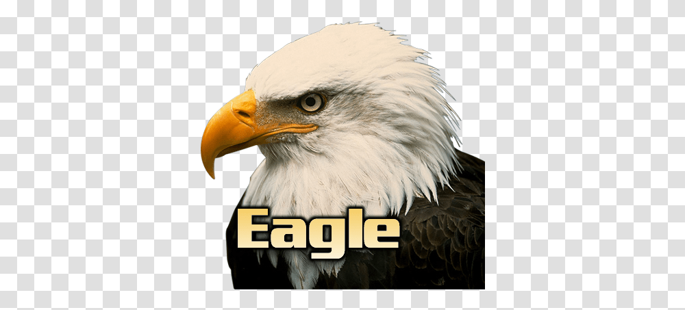 Eagle Head White Background, Bird, Animal, Bald Eagle, Beak Transparent Png