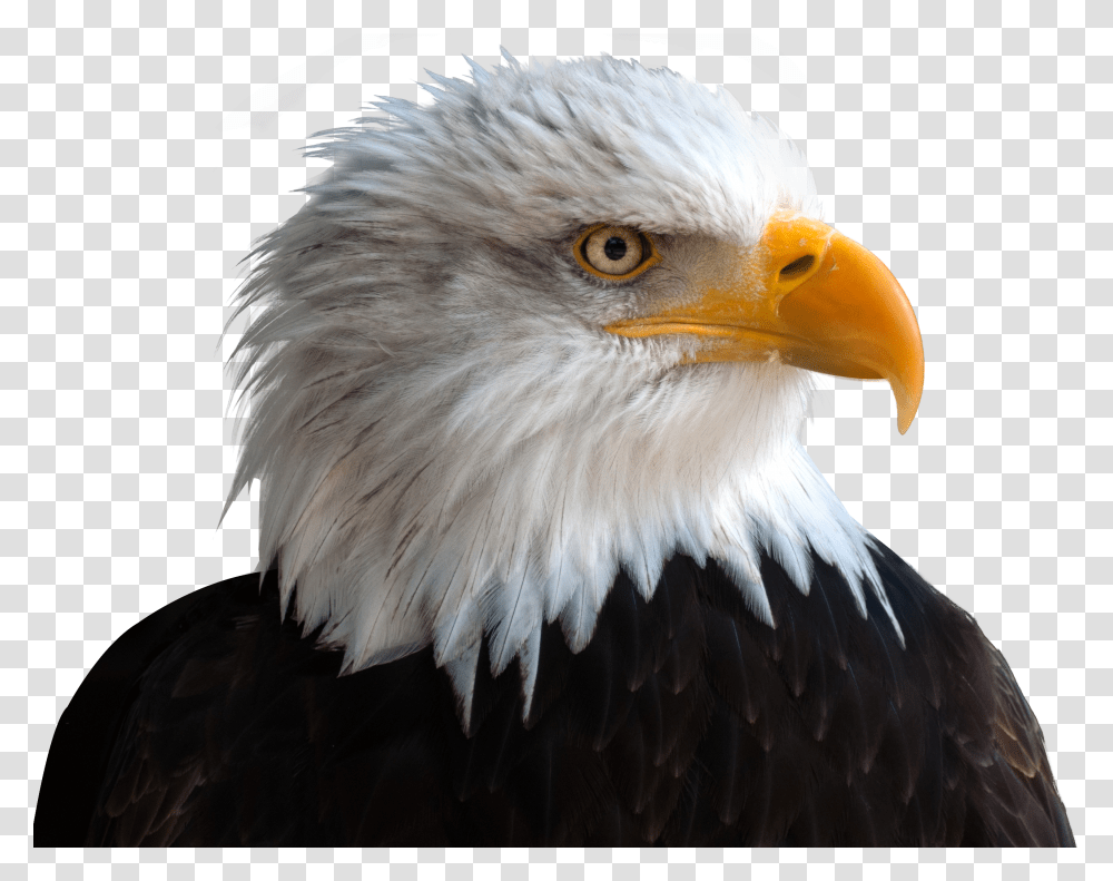 Eagle Image, Animals, Bird, Bald Eagle, Beak Transparent Png