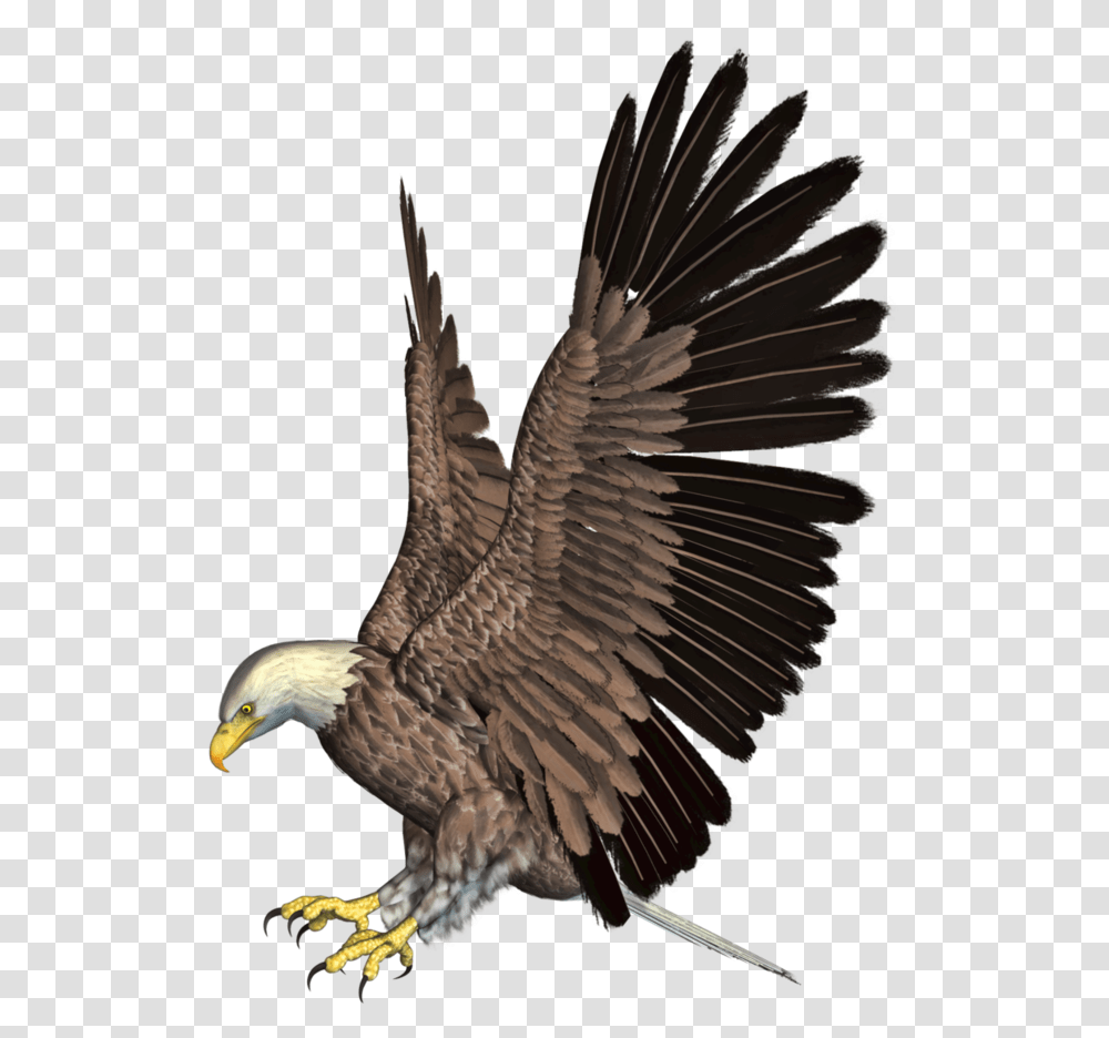 Eagle Image, Bird, Animal, Bald Eagle, Hawk Transparent Png