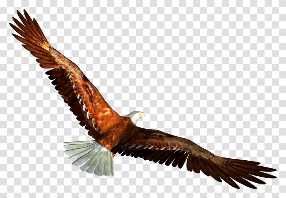 Eagle Image Free Download Eagle Flying Gif, Bird, Animal, Kite Bird, Hawk Transparent Png