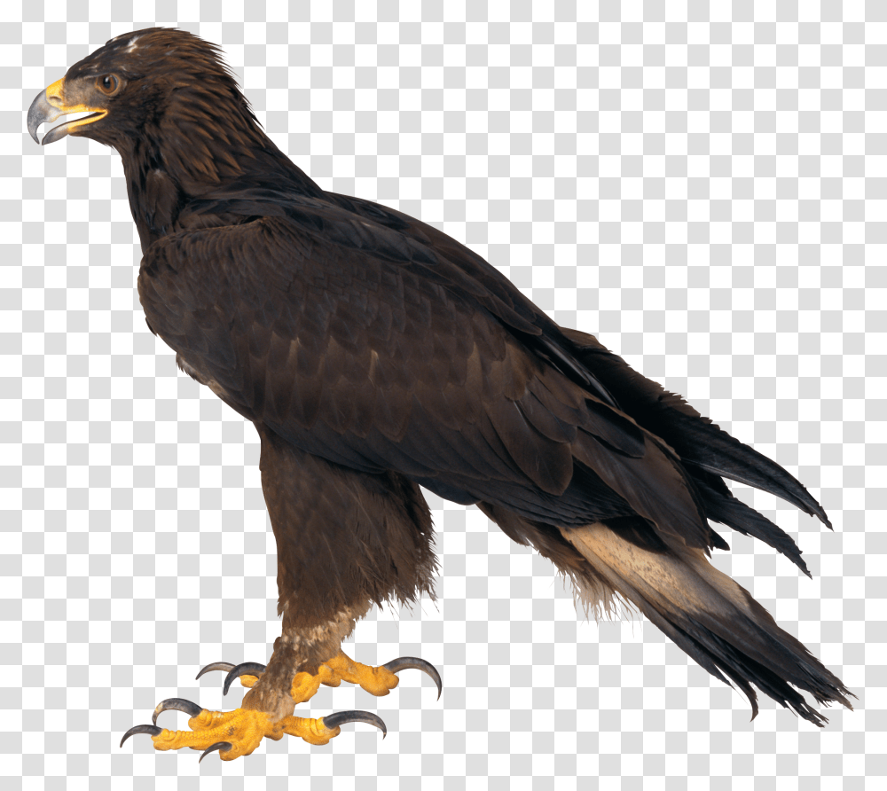 Eagle Image Free Download Sitting Eagle, Bird, Animal, Buzzard, Hawk Transparent Png