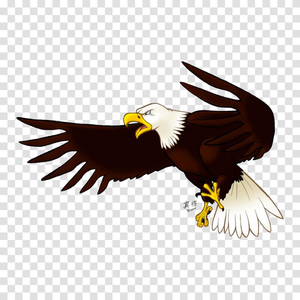 Eagle Image Free Picture Download, Bird, Animal, Bald Eagle, Flying Transparent Png