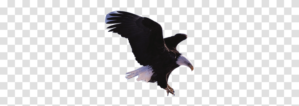 Eagle Images Eagle, Bird, Animal, Vulture, Bald Eagle Transparent Png