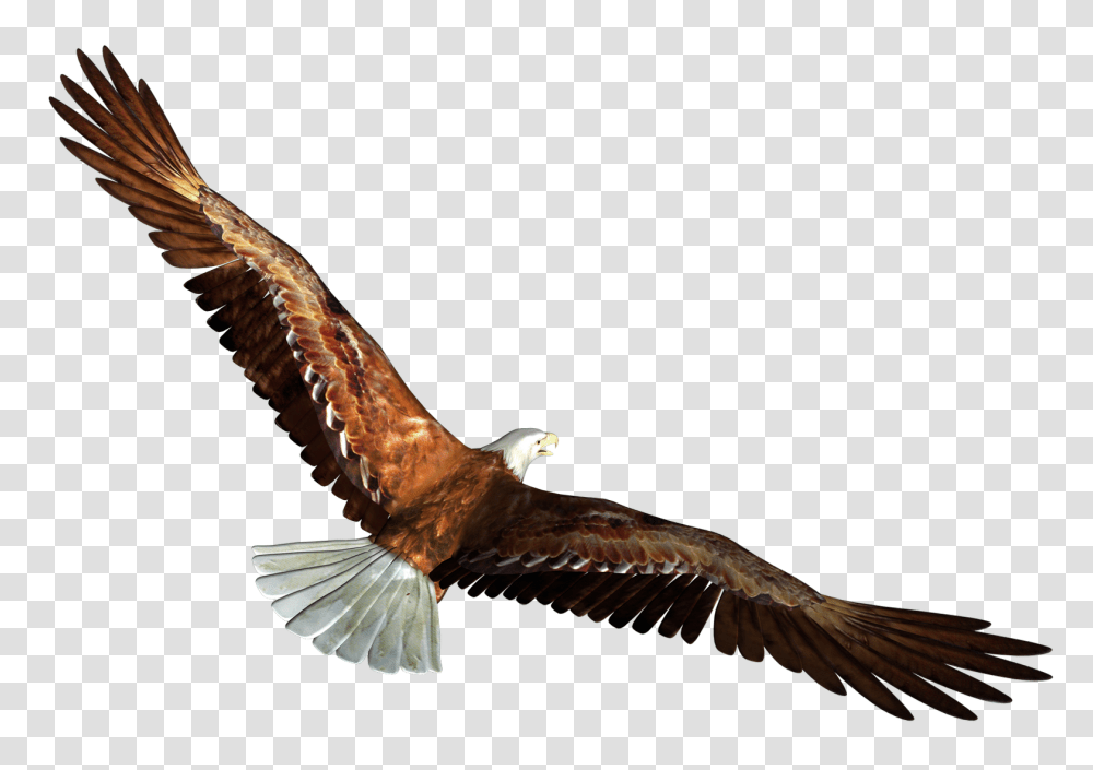Eagle In Flight, Bird, Animal, Kite Bird, Vulture Transparent Png