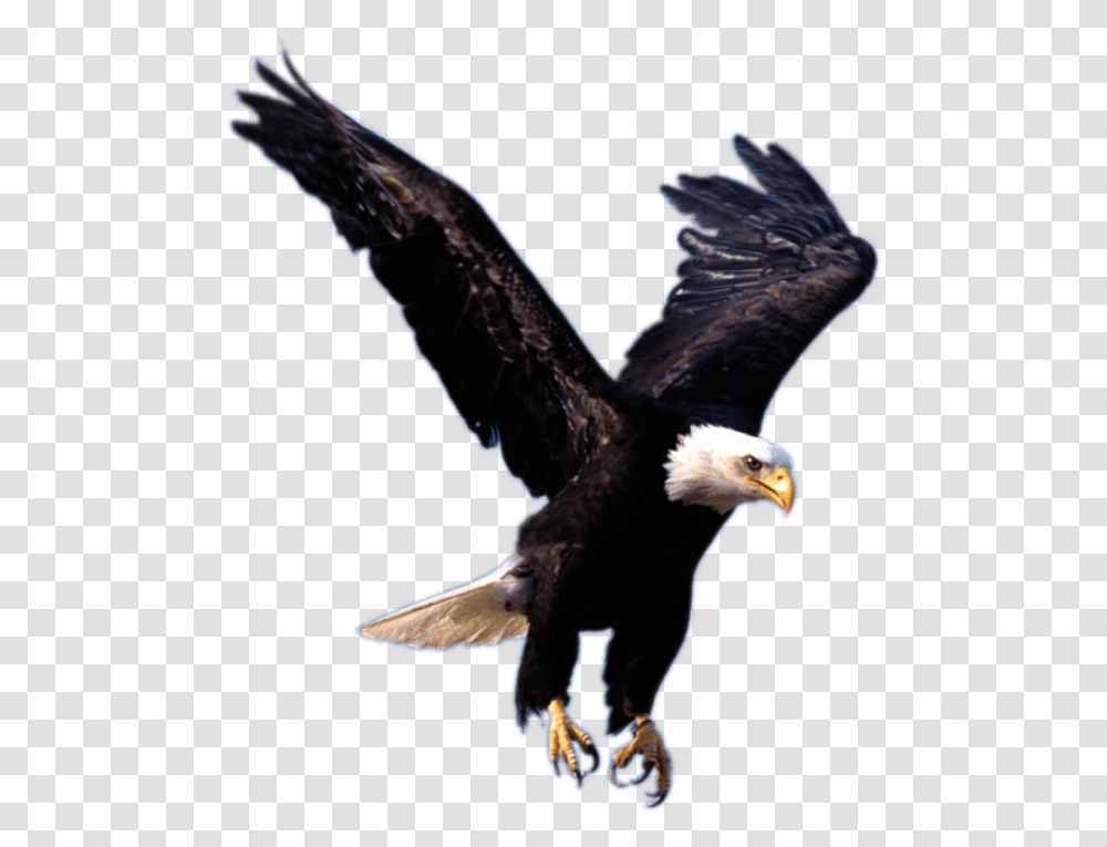 Eagle Landing Background Eagle Logo, Bird, Animal, Bald Eagle, Flying Transparent Png