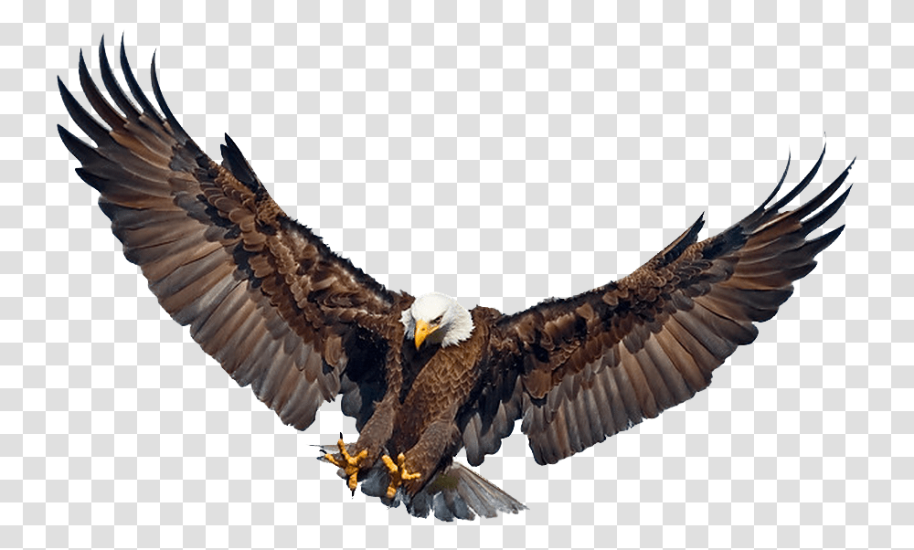 Eagle Landing Wings Spread Golden Eagle Wings Spread, Bird, Animal, Bald Eagle, Person Transparent Png