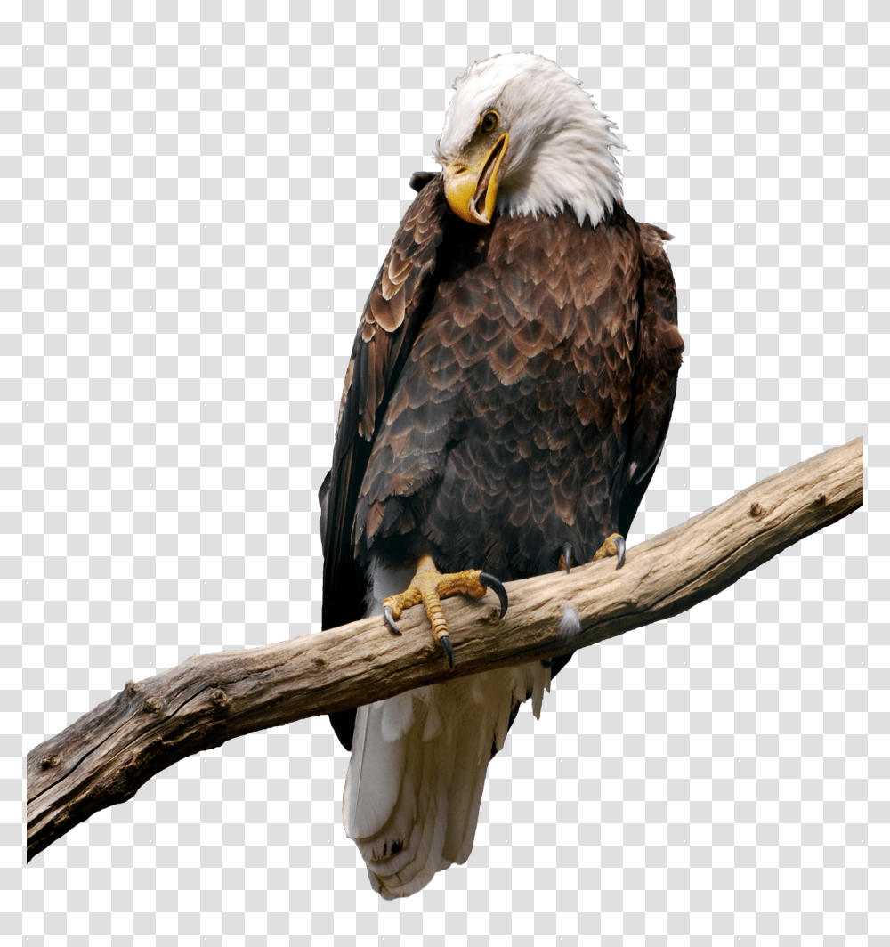 Eagle On Branch, Bird, Animal, Bald Eagle, Beak Transparent Png