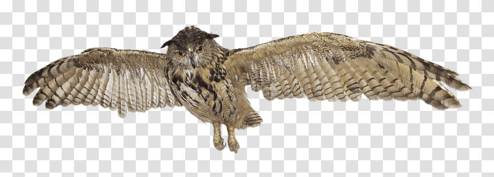 Eagle Owl Animals, Bird, Buzzard, Hawk Transparent Png